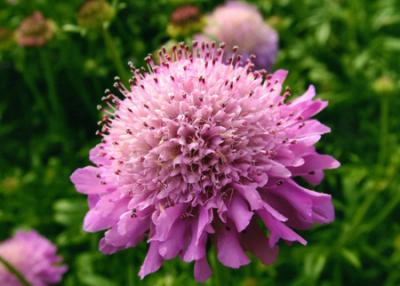 Scabiosa atropurpurea (flor de viuda)